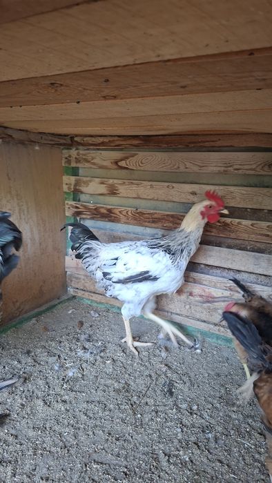 Продам кур несушек