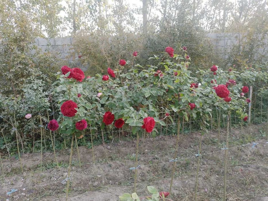 Штамплар гулари сотилади