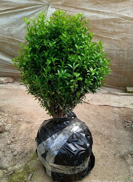 Shamshod koʻchatlar