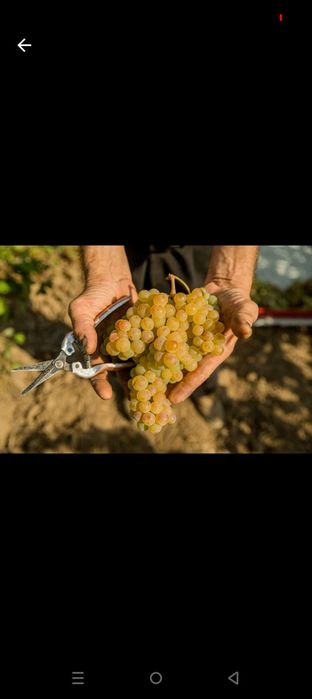 Struguri de vin producție 2025