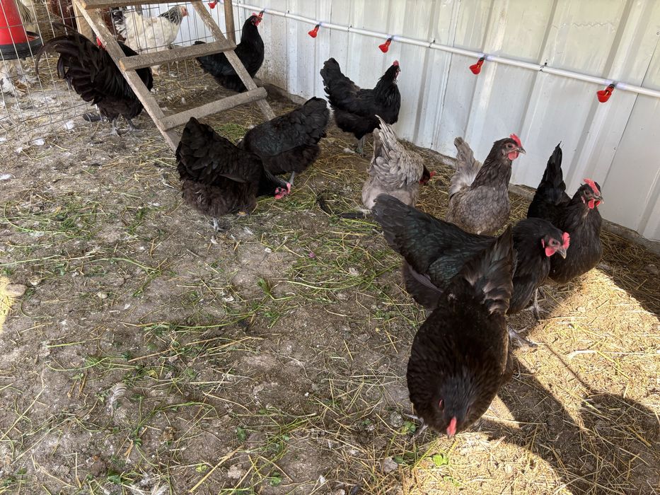 Oua incubat Australorp