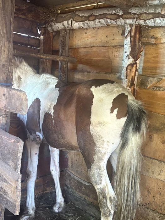 Продам согым тай