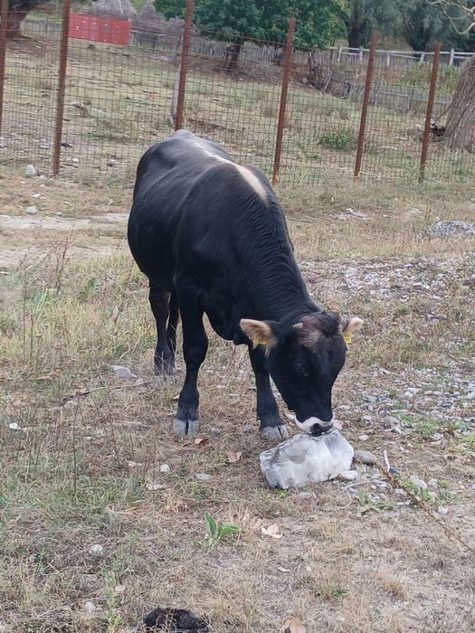 Vând tăurași și taur