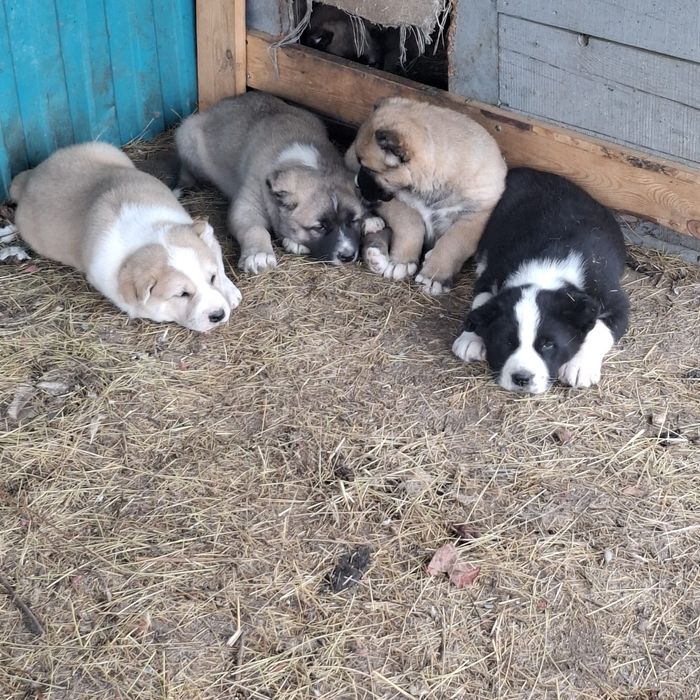 Продам щенков алабая