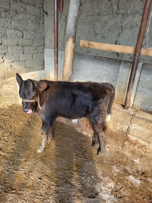 Якинда тукан сигир боласи билан сотилади