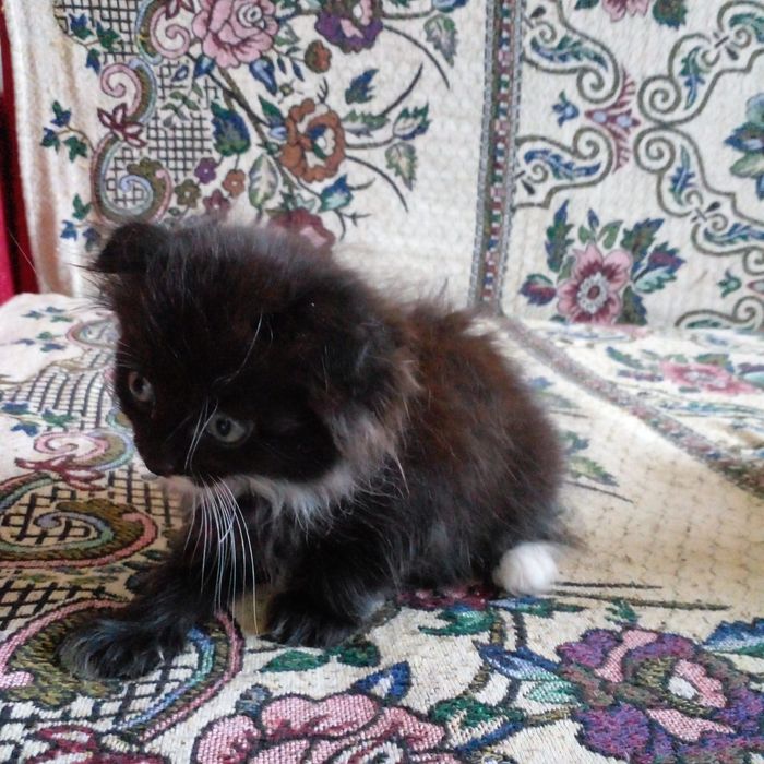 Наши маленькие котята