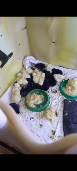 Продам птенцов породы