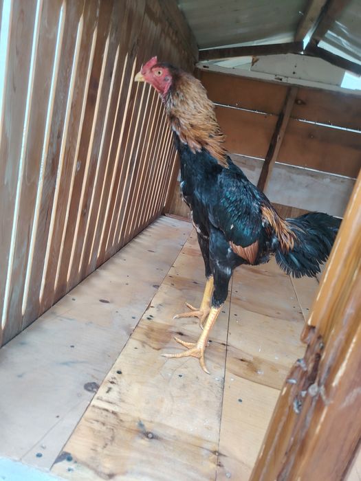 Dakani xoroz sotildi.