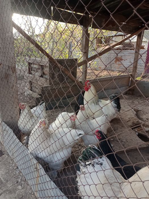 Продают Яйцо Светлая брамы