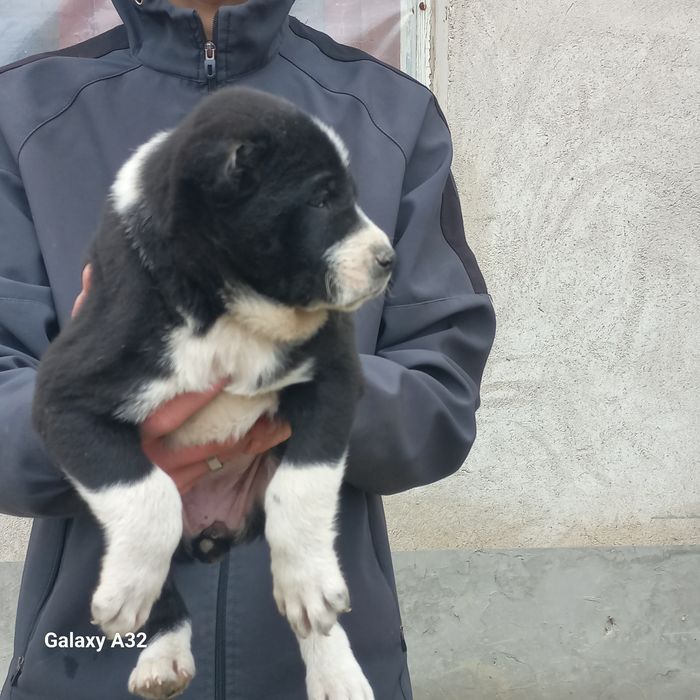 Алабай боласи ургочи  45кунли