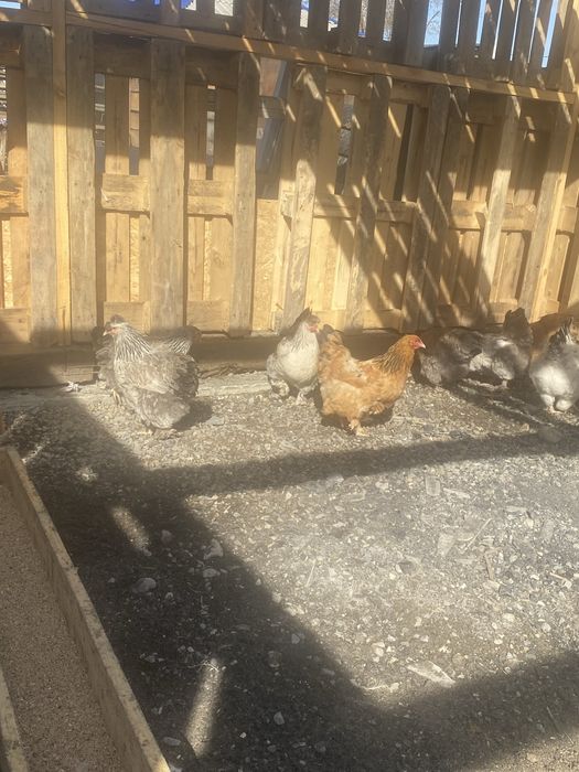 Продам кур и петухов Брама