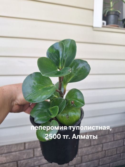 Комнатные растения