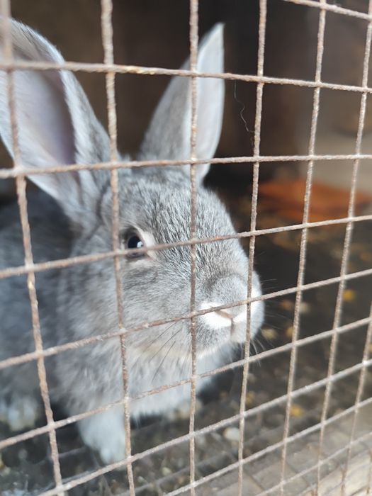 Продам Кроликов возраст месяц