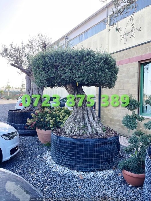 Plante de Calitate Premium – Certificare Vizuală prin Imagini Reale