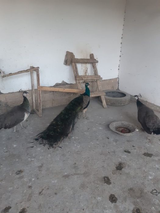 Павлин срочна сатылады