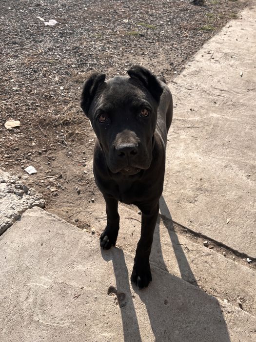 Продается щенок породистый