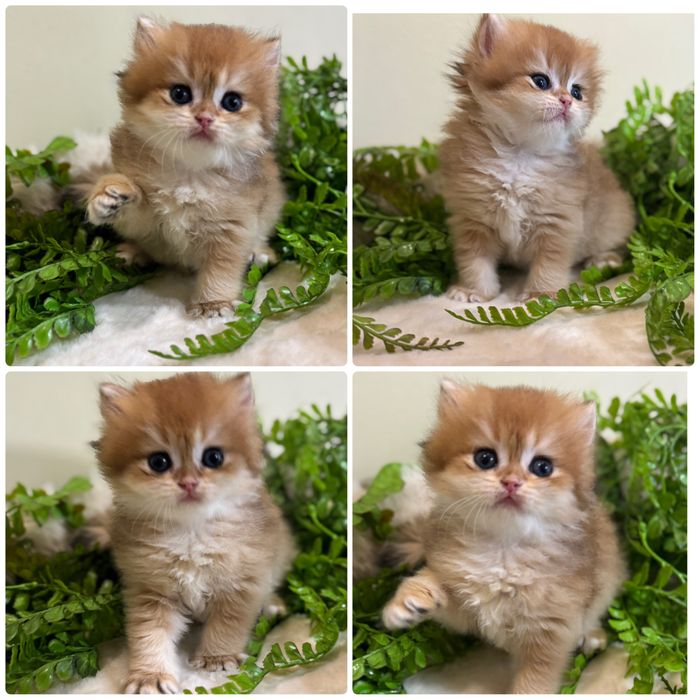 Продается котенок ny12