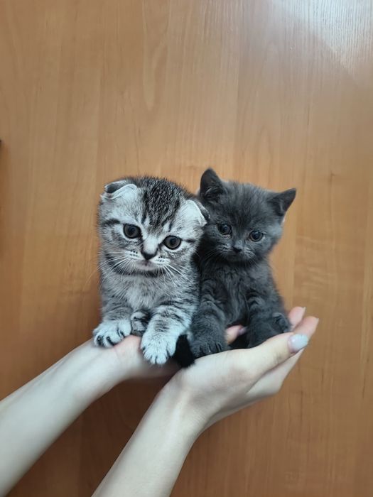 Милые шотландские скоттиш-фолд котята