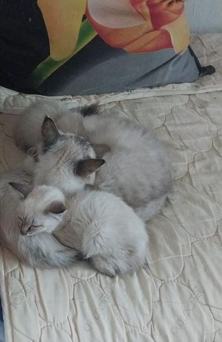 Отдам котят в хорошие, добрые руки!!!