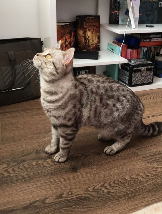 Два кота скотиш страйт