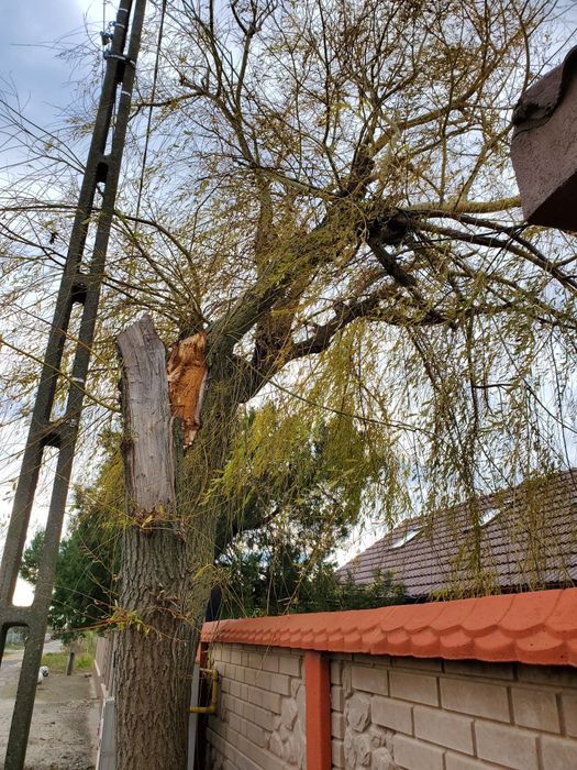 Toaletari copaci cu alpinisti