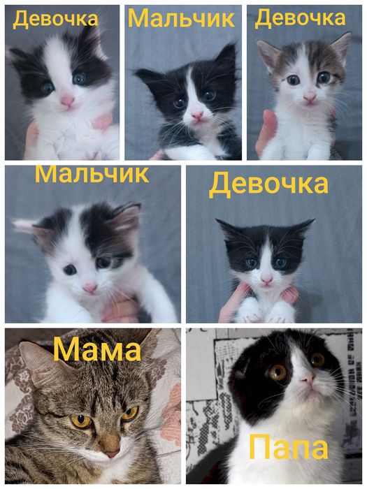Отдам даром котят срочно