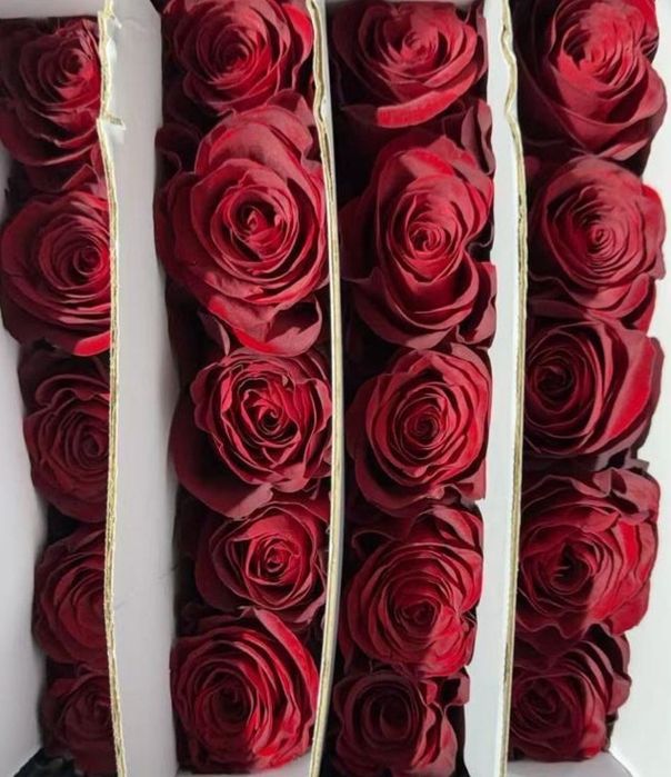 Розы 65-75 см. Оптом.