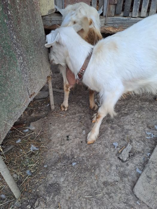 Vând țap plus capre