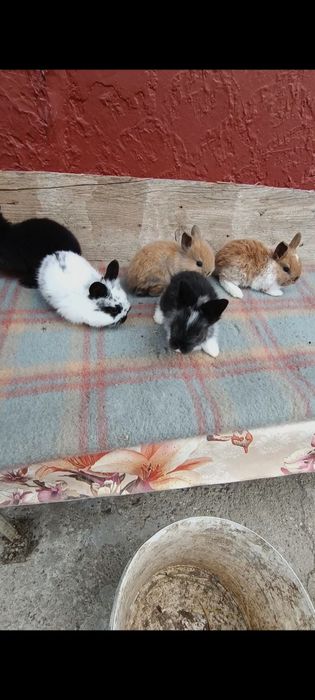 Iepuri mini cap de leu pitic