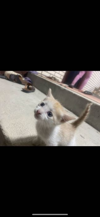 Котёнок мальчик бесплатно