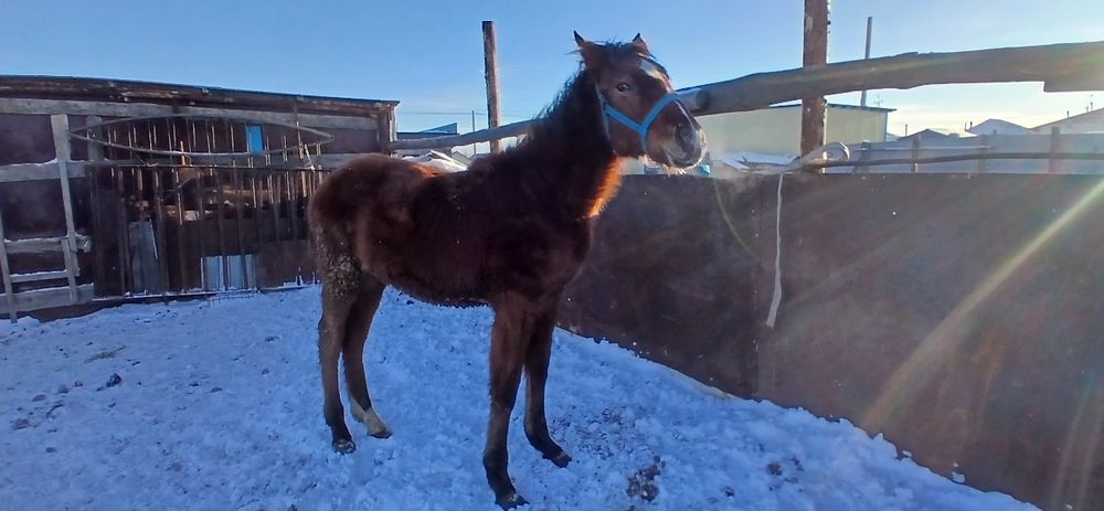 Продам жабагы полукровка