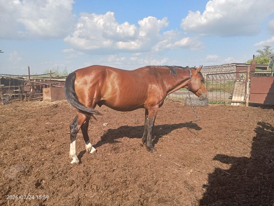 Продам жеребца 750тыс торг