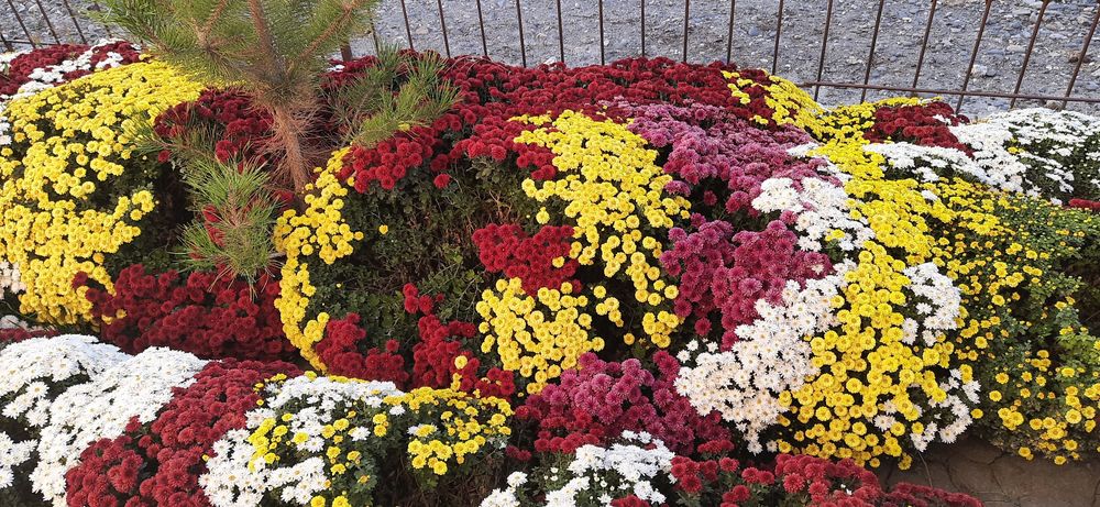 Xrizantema guli sotiladi,har xil rangi bor globus  shakldagi