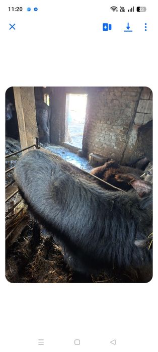 Vând tăuraș de bivol