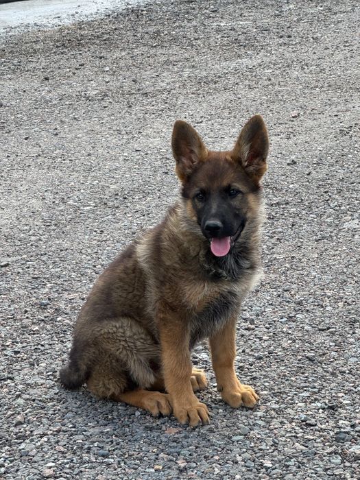 Продам щенков немецкой овчарки