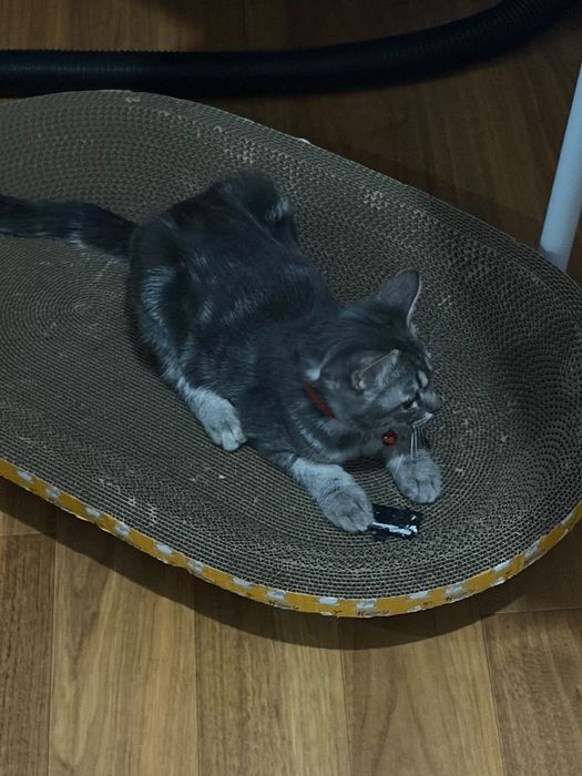 Котенок (5 месяцев), мальчик