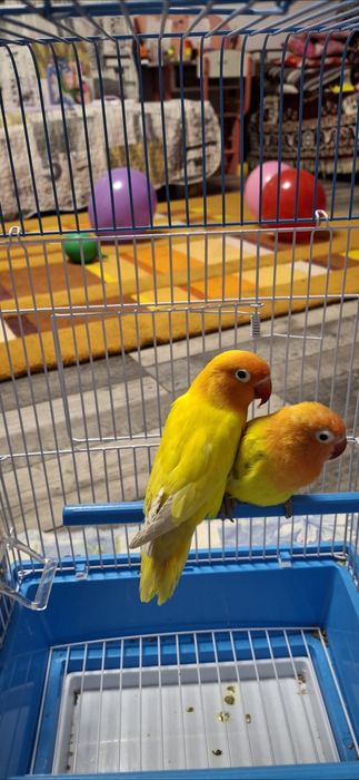 Vand 2 perechii de agapornis