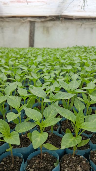 Rasaduri legume si rosii