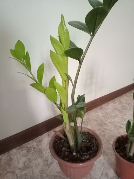 Продам молодой замиокулькас (долларовое дерево) дерево)