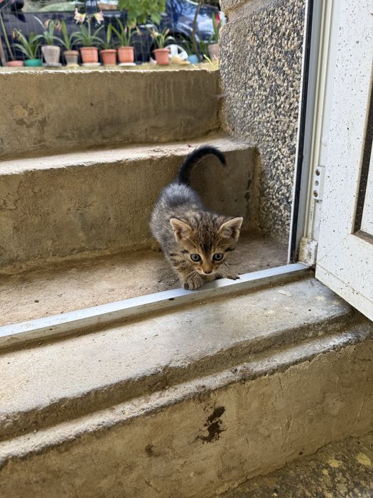 Подаряват се котета