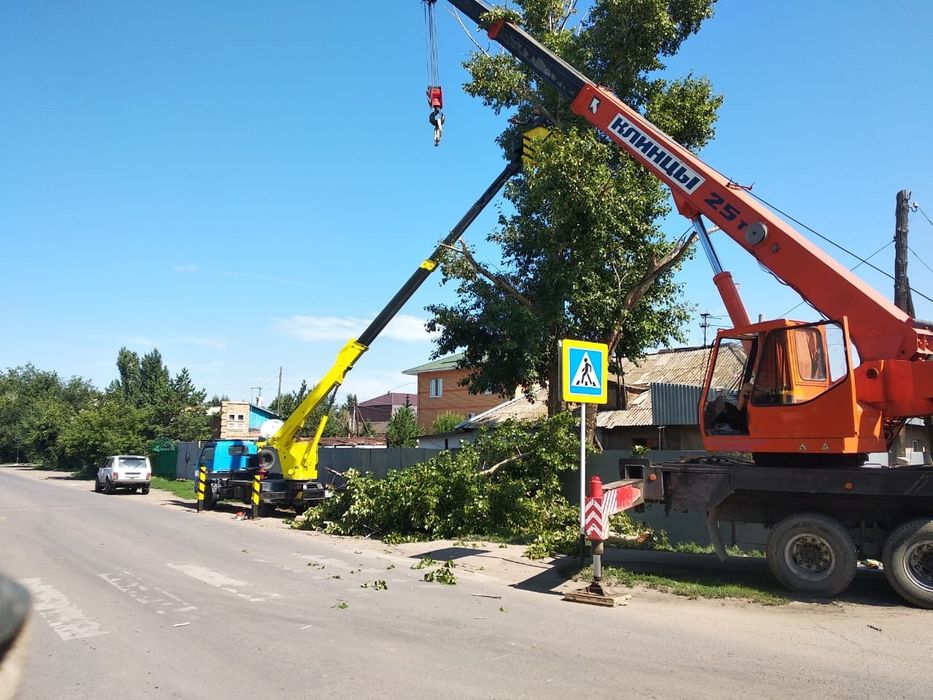 Спил деревья срочно.