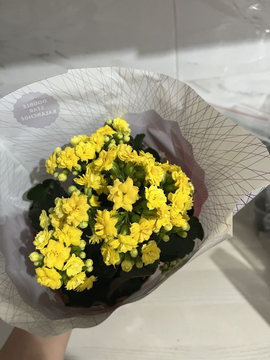 Комнатные растения