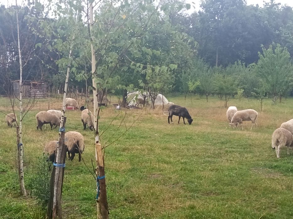 Oi și miei de vânzare