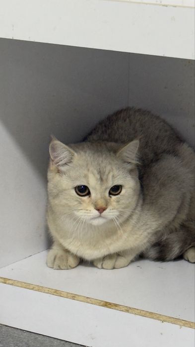 Britanski shinshila toza zotli mushuk