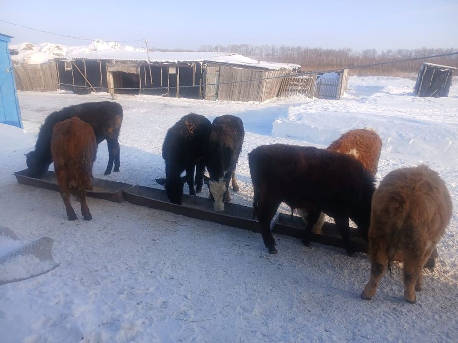 Продам 5 телок 2 бычка