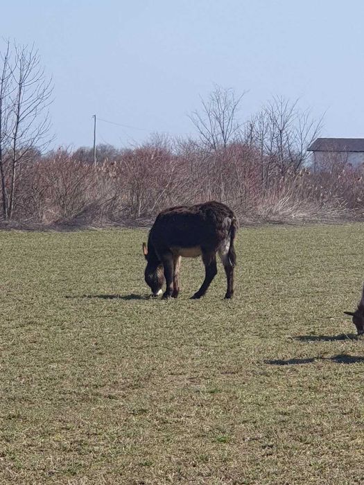 Vând măgăriță aproximativ 3 ani vârsta