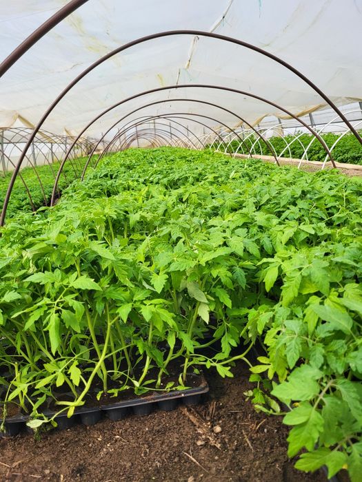 Vând rasaduri tomate,ardei,castraveti din samanta certificata.,dovlecei,vinete