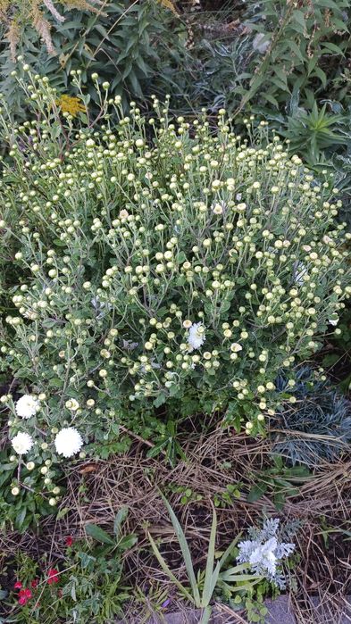 Хризантемы на срезку