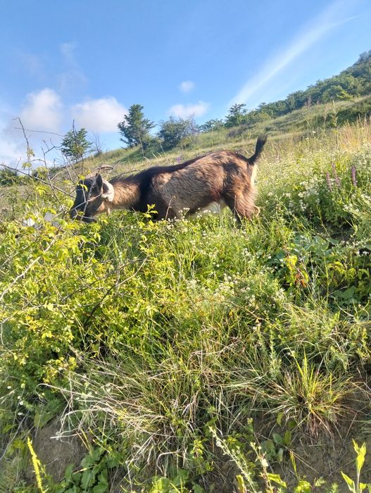 Vând țap de un an
