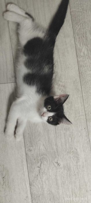 Котятки в добрые и заботливые руки